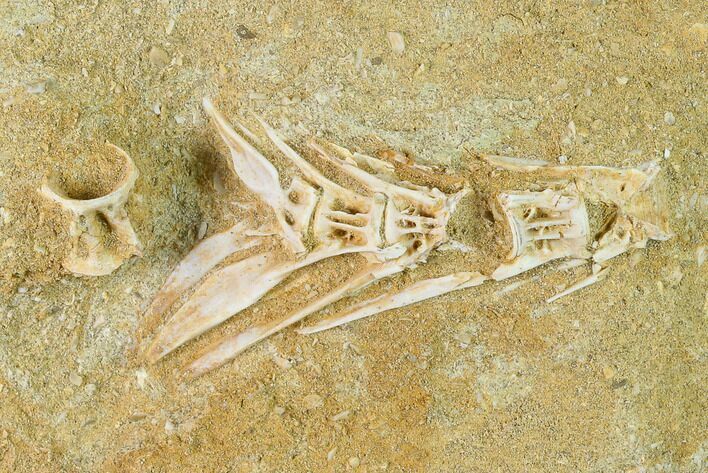 Cretaceous Fossil Fish Vertebrae In Rock - Morocco #133838